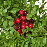 26" Artificial Boxwood Wreath with Red Berries - NH370413