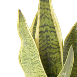 Artificial Snake Plant - NH419313